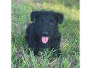 Scottish Terrier Puppy for sale in Scurry, TX, USA