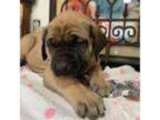 Mastiff Puppy for sale in Albemarle, NC, USA