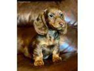 Dachshund Puppy for sale in Anderson, MO, USA