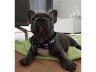 French Bulldog Puppy for sale in Newport, NY, USA