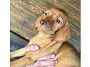 Vizsla Puppy for sale in Como, TX, USA