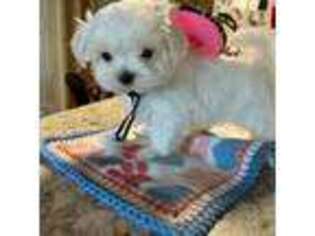 Maltese Puppy for sale in Amity, AR, USA
