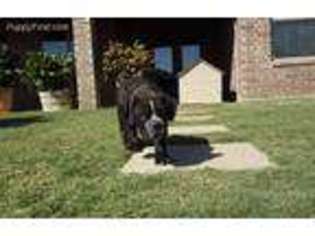 Olde English Bulldogge Puppy for sale in Odessa, TX, USA
