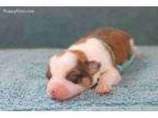 Pembroke Welsh Corgi Puppy for sale in Houma, LA, USA
