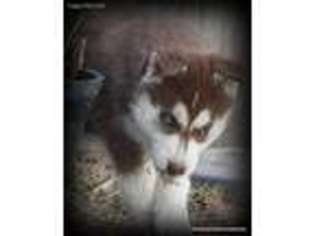 Siberian Husky Puppy for sale in Windsor, MO, USA