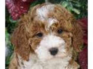 Goldendoodle Puppy for sale in Wesley Chapel, FL, USA