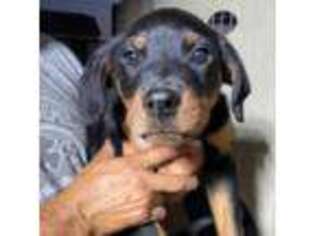 Rottweiler Puppy for sale in Buckeye, AZ, USA