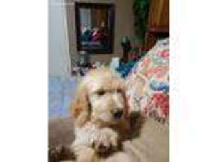 Goldendoodle Puppy for sale in San Antonio, TX, USA