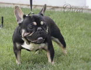 French Bulldog Puppy for sale in Vacaville, CA, USA