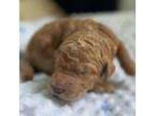 Goldendoodle Puppy for sale in Temecula, CA, USA