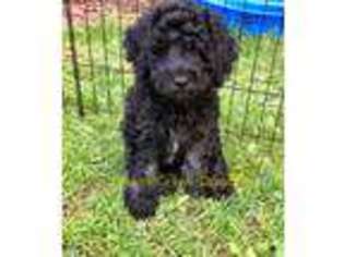 Goldendoodle Puppy for sale in Westmoreland, NY, USA