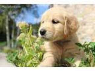 Golden Retriever Puppy for sale in Riegelsville, PA, USA