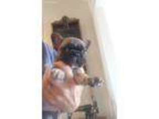 French Bulldog Puppy for sale in Herriman, UT, USA