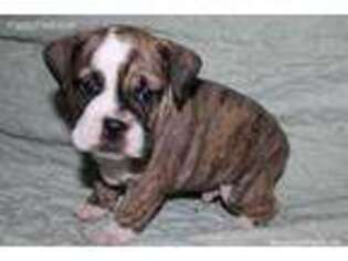 Bulldog Puppy for sale in Little Falls, NY, USA