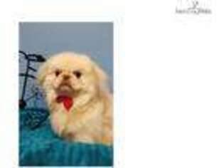 Pekingese Puppy for sale in Fort Worth, TX, USA