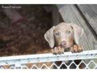 Doberman Pinscher Puppy for sale in Hobbsville, NC, USA