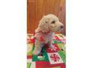 Goldendoodle Puppy for sale in Lecanto, FL, USA