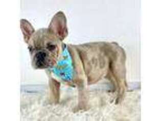 French Bulldog Puppy for sale in North Smithfield, RI, USA