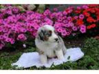 Miniature Australian Shepherd Puppy for sale in Baltic, OH, USA