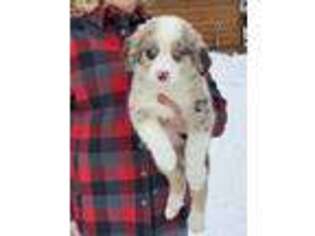 Australian Shepherd Puppy for sale in Roscommon, MI, USA