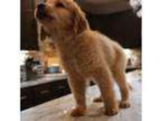 Golden Retriever Puppy for sale in Benson, NC, USA