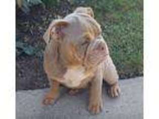Bulldog Puppy for sale in Wilmington, CA, USA
