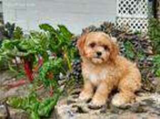 Cavapoo Puppy for sale in Diamond, OH, USA