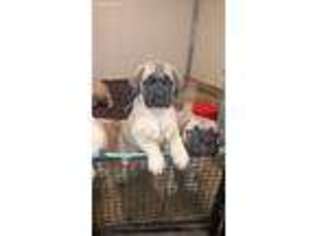 Mastiff Puppy for sale in Walnut, KS, USA