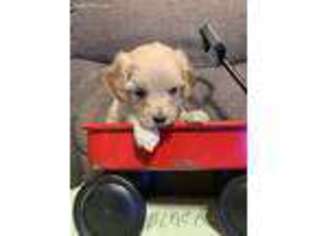 Cavapoo Puppy for sale in Poyen, AR, USA