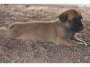 Belgian Malinois Puppy for sale in Phoenix, AZ, USA