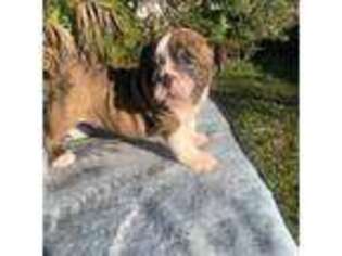 Bulldog Puppy for sale in Port Charlotte, FL, USA