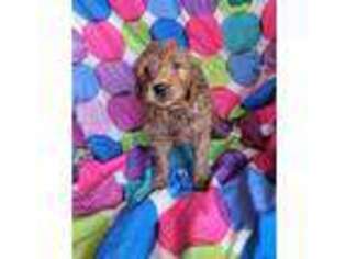 Goldendoodle Puppy for sale in Lamar, MO, USA