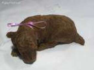 Mutt Puppy for sale in Draper, UT, USA