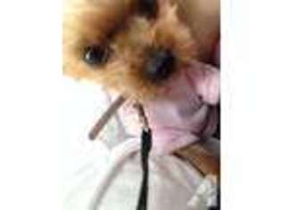 Yorkshire Terrier Puppy for sale in CONCORD, CA, USA