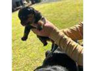 Rottweiler Puppy for sale in Reedley, CA, USA