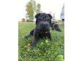 Mutt Puppy for sale in Lengby, MN, USA