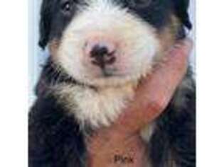 Bernese Mountain Dog Puppy for sale in Shongaloo, LA, USA