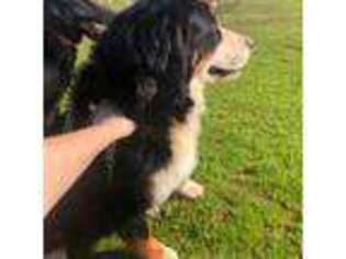 Bernese Mountain Dog Puppy for sale in Chickasha, OK, USA