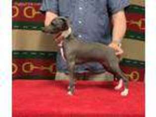 Italian Greyhound Puppy for sale in Dalton, GA, USA