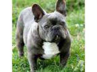 French Bulldog Puppy for sale in ATASCOSA, TX, USA