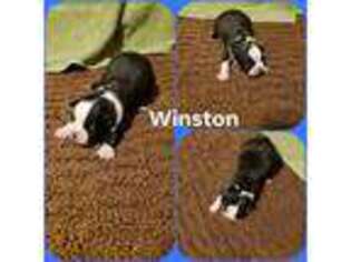 Boston Terrier Puppy for sale in Sturgis, MI, USA