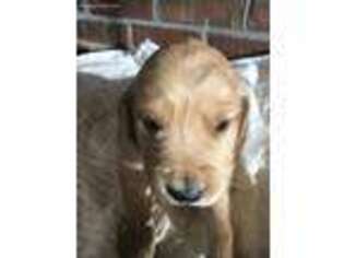 Golden Retriever Puppy for sale in North Charleston, SC, USA