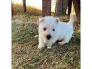 West Highland White Terrier Puppy for sale in Winona, MN, USA
