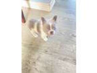 French Bulldog Puppy for sale in Comstock Park, MI, USA