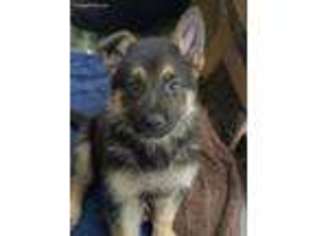 German Shepherd Dog Puppy for sale in Raeford, NC, USA