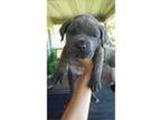 Cane Corso Puppy for sale in Buras, LA, USA