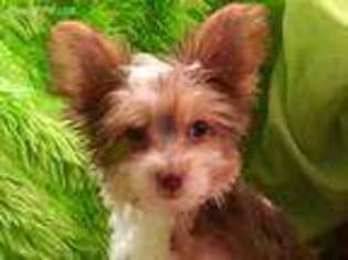 Yorkshire Terrier Puppy for sale in Goshen, CT, USA