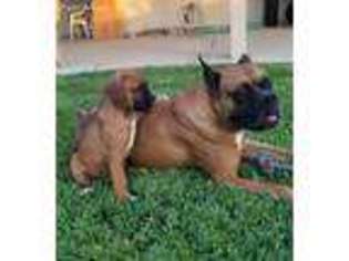 Boxer Puppy for sale in Hemet, CA, USA