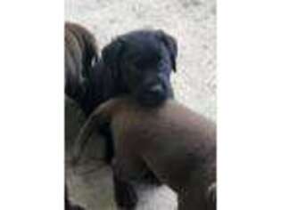 Labrador Retriever Puppy for sale in Greens Fork, IN, USA