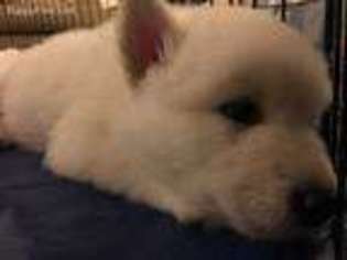 Alaskan Malamute Puppy for sale in Gaithersburg, MD, USA